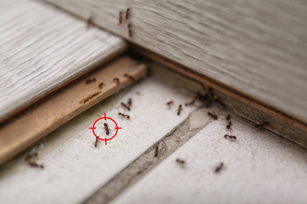 Trusted Somerton, AZ Pest Control Experts