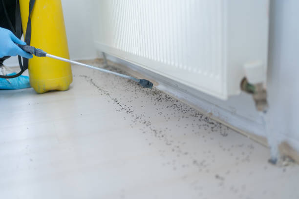 Best Flea Control Services  in Somerton, AZ